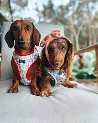 Getting a healthy miniature dachshund puppy will cost at least £500 to over £1500. Everything You Need To Know About The Miniature Dachshund K9 Web