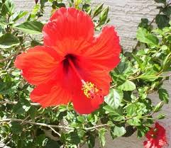 Image result for Hibiscus fuscus