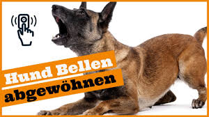 Hund Bellt Wenns Klingelt I So Entspannt Dein Hund Bei Besuch I Stressfrei Besuch Empfangen Youtube