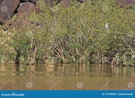 Image result for Aeschynomene elaphroxylon