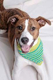 Diy personalized, reversible dog bandana. Striped Collar Garter Bandana In 2021 Dog Bandana Pattern Dog Neck Warmer Dog Pattern