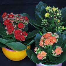 Aeonium Decorum Variegata Tipos De Plantas Suculentas Kalanchoe Blossfeldiana Suculentas