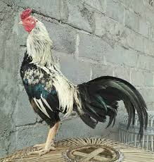 Telur Ayam Mangon Iq Shopee Indonesia