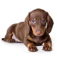 Are you looking for a european standard smooth dachshund? Dachshund Puppies For Sale By Reputable Breeders Pets4you Com