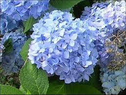 French Hydrangea For Gardens In North And Central Florida Figure 1 The Mophead Flower Of Decatur B Florida Flowers Florida Gardening Florida Landscaping