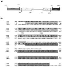 Image result for White 1995 AAV