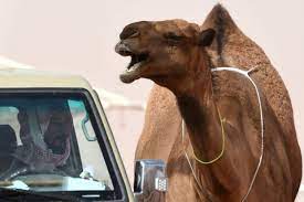 Then the dog came to him but was not a success either. Camels Have Their Own Beauty Contest In Saudi Arabia And Some Were Beautified With Botox The Denver Post