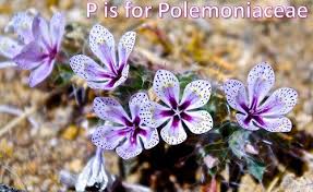 Maybe you would like to learn more about one of these? Bureau Of Land Management California Lilac Fauna Flowers