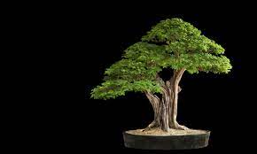 Locate businesses in surrey, langley, burnaby, port moody, port coquitlam, coquitlam and vancouver. Links Vancouver Island Bonsai Society