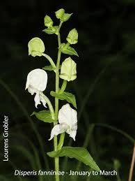 Image result for Disperis