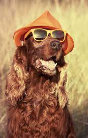 Funny Retro Dog Wearing Sunglasses And Hat Retro Dog Animal Companions Cute Dog Videos Funny