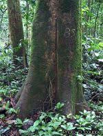 Image result for Pycnanthus