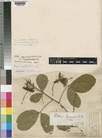 Image result for Ritchiea