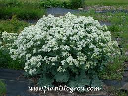 Image result for Crambe