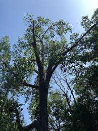 Pin On Tree Work