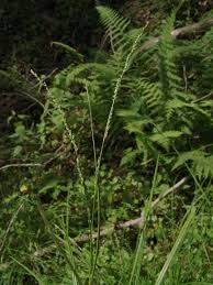 Image result for Trisetopsis elongata