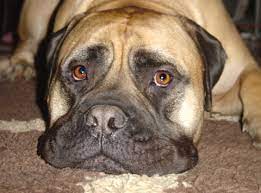 Bullmastiff Information
