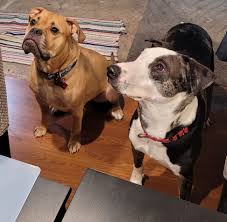 Judi Anderson- Judi Stamps