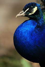 Do animals get the blues? 91 Blue Animals Ideas Animals Beautiful Creatures Animals Beautiful