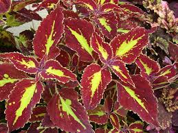 Image result for Coleus scutellarioides