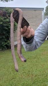 Massive Earthworm 31 Pictures That Prove Australia Is The Land Of Nope Australia Pictures Earthworms Meanwhile In Australia