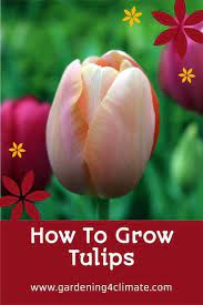 Planting And Growing Tulips For Beautiful Spring Color In 2021 Growing Tulips Spring Flowering Bulbs Planting Tulips