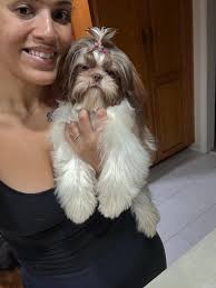 Black and white shih tzu puppy