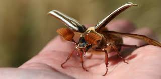 Image result for Philenoptera bussei
