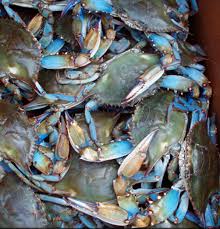 Blue Crabs Remind Me Of Summer Louisiana Cajun South Louisiana Louisiana