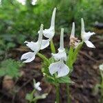 Image result for Disperis kilimanjarica