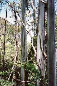 Maybe you would like to learn more about one of these? Eucalyptus Nitens Wikipedia