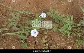 Image result for Ipomoea magnusiana