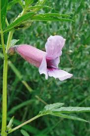 Image result for Sesamum triphyllum