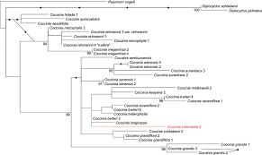Image result for Coccinia senensis