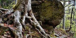 Stones, Bones & Roots: Returning Home