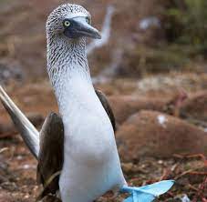 Leiste freiwilligenarbeit in ecuador in einem sinnvollen projekt. Ecuador Auf Den Galapagosinseln Sind Tiere Die Stars Bilder Fotos Welt