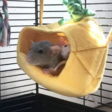 I Adopted Two Rat Boys From My Sisters Friend Who Was Keeping Them In A Plastic Storage Bin And Theyre Definitely Doing Better Aww Cute Rats Pet Rats Rat Boy