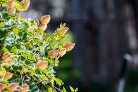 Image result for Thunbergia graminifolia