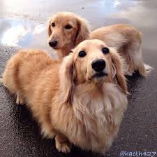 What You Should Know If You Have A Dog Teckels Retriever Dachshund