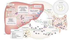 Although the basic principles remain the same, Animal Models For Liver Disease A Practical Approach For Translational Research Journal Of Hepatology