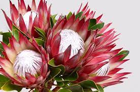Living and breathing at the intersection of business model innovation, strategy and technology. Gardening Enduring Love Affair With Pretty Proteas The Maitland Mercury Maitland Nsw
