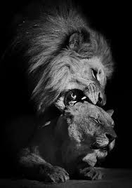 Black And White Lion And Lioness Picture 