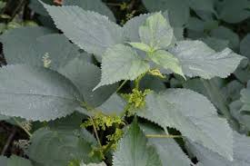 Image result for Laportea alatipes