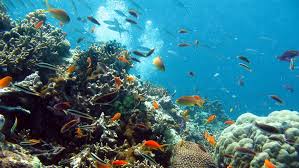 Seine strategien werden in einem exklusivm interview offenbart und wurden von uns getestet Google Maps Virtual Diving Brings The Great Barrier Reef Into View Our World