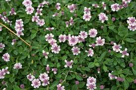Image result for Lippia plicata