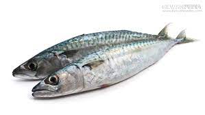 Mengenal Ikan Sarden Beserta Klasifikasi Habitat Dan Ciri Fisiknya Hewanpedia