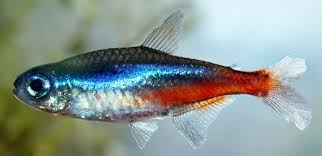 Οι καλύτεροι πίνακες του χρήστη tetras community. Sick Neon Tetra Diseases And Treatment Aquarium Info