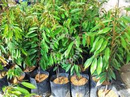 Pegawai phd raub, shahril mohamad berkata, berdasarkan siasatan. Anak Pokok Durian Hybrid Garden Items For Sale In Putrajaya Putrajaya Mudah My