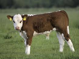 Kontrovers diskutiertes Projekt: Schüler ziehen Kalb auf, um es zu  schlachten | STERN.de