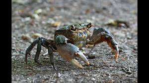 Check spelling or type a new query. I Granchi The Crabs Les Crabes Youtube